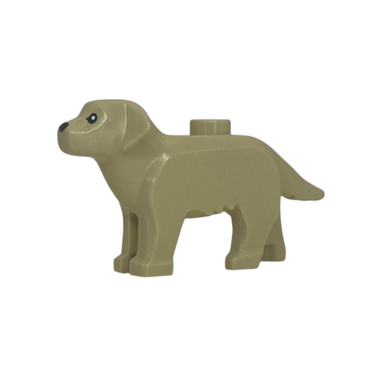 Dog (Labrador)